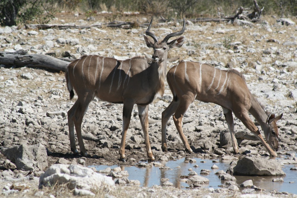 a couple of antelope standing next to each other
