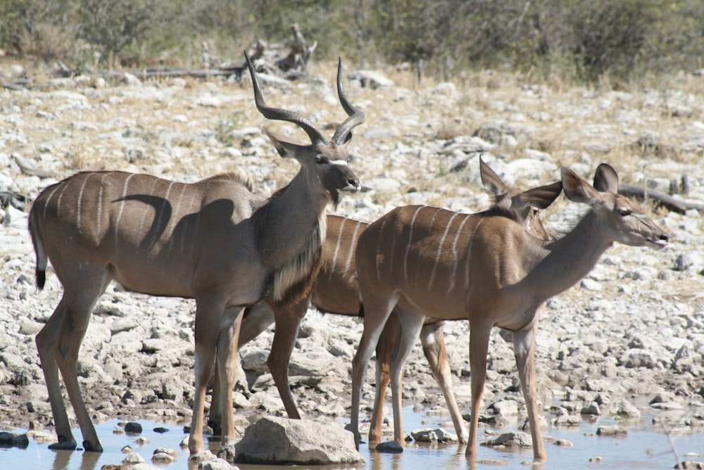 a group of antelope standing next to each other