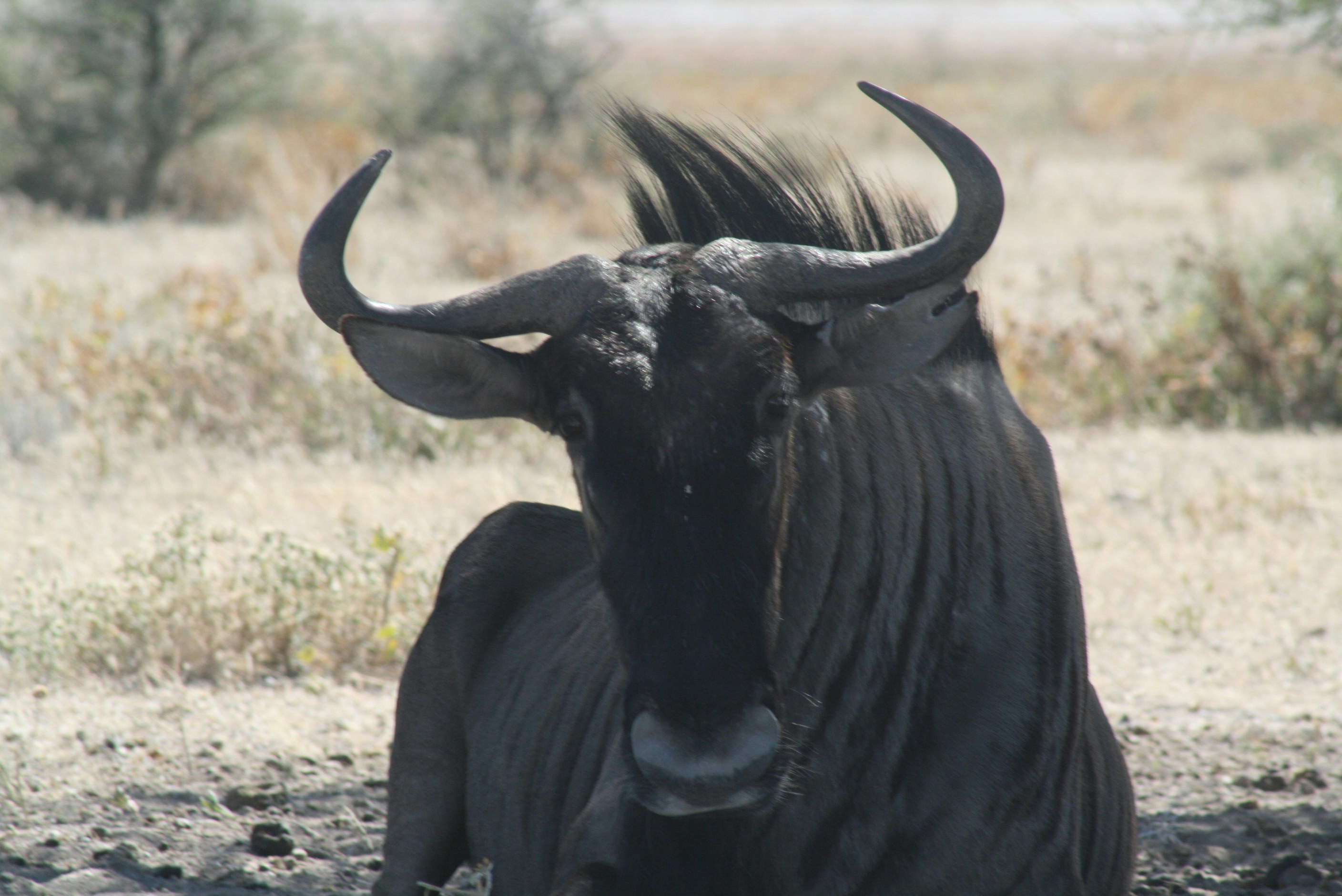 an animal with very long horns standing in a field