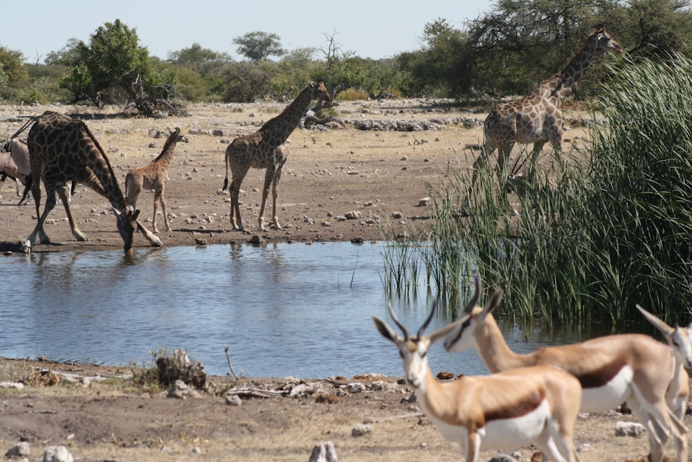 a herd of giraffe standing next to a body of water