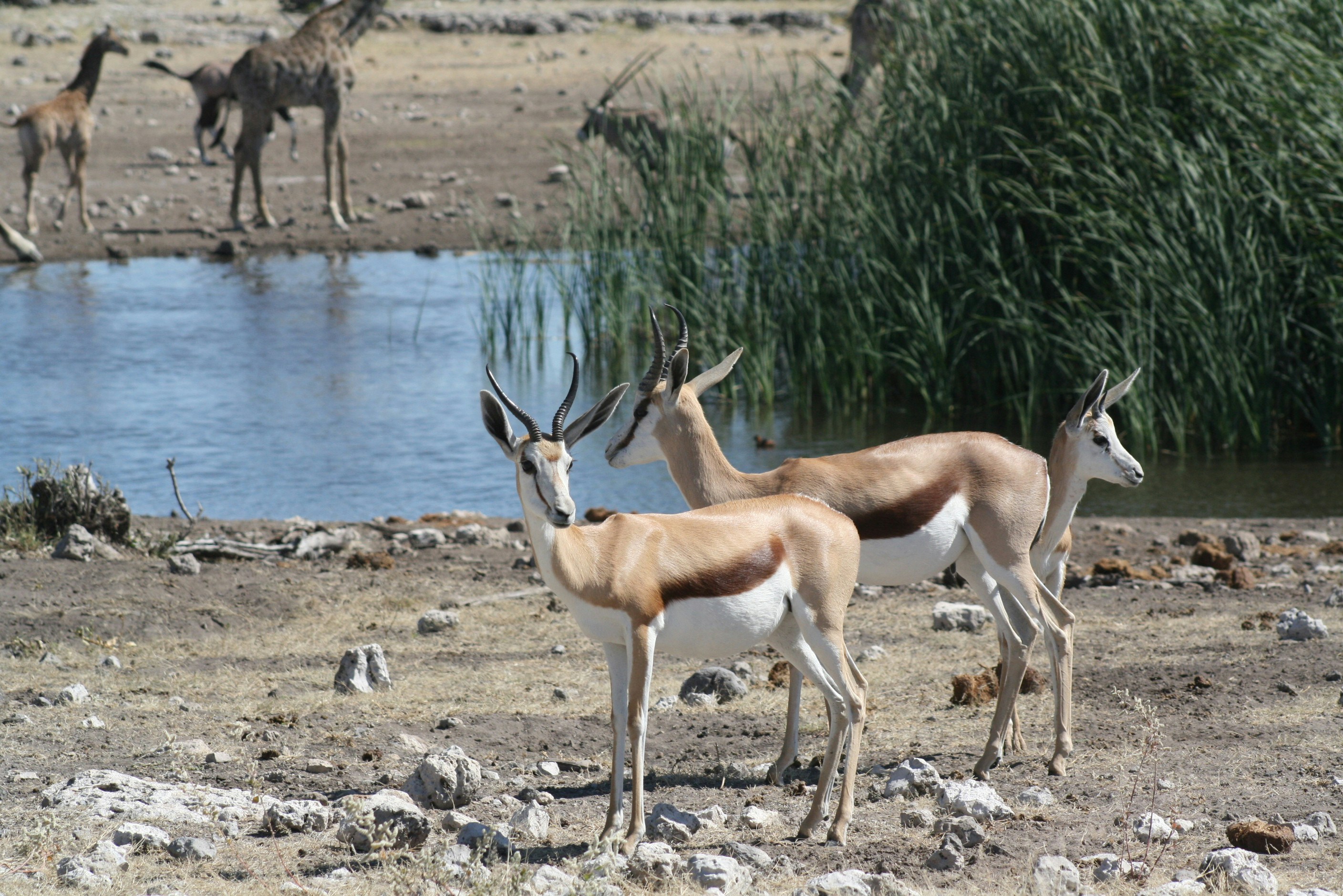 a herd of antelope standing next to a body of water