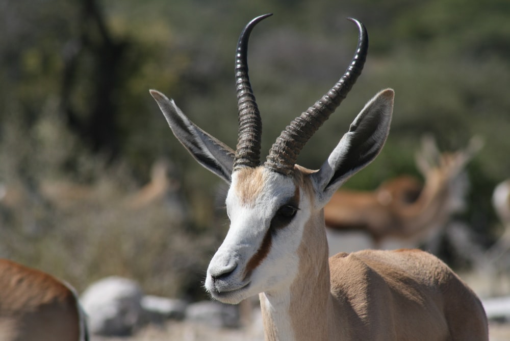 a close up of a goat with very long horns