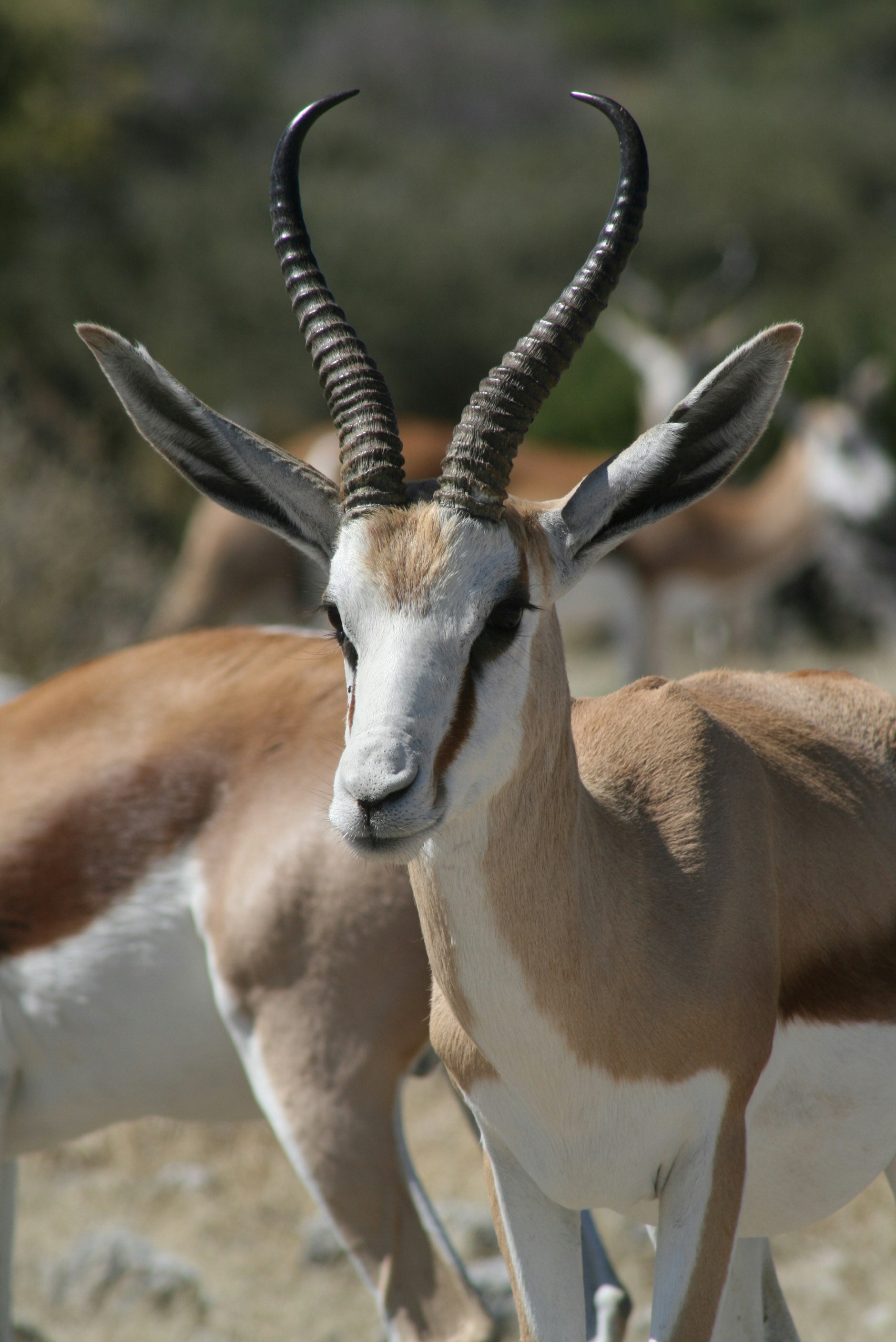 a herd of antelope standing on top of a dry grass field