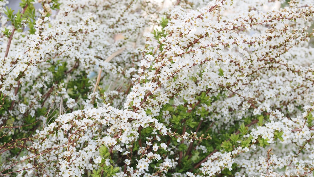 a bush with white flowers and green leaves