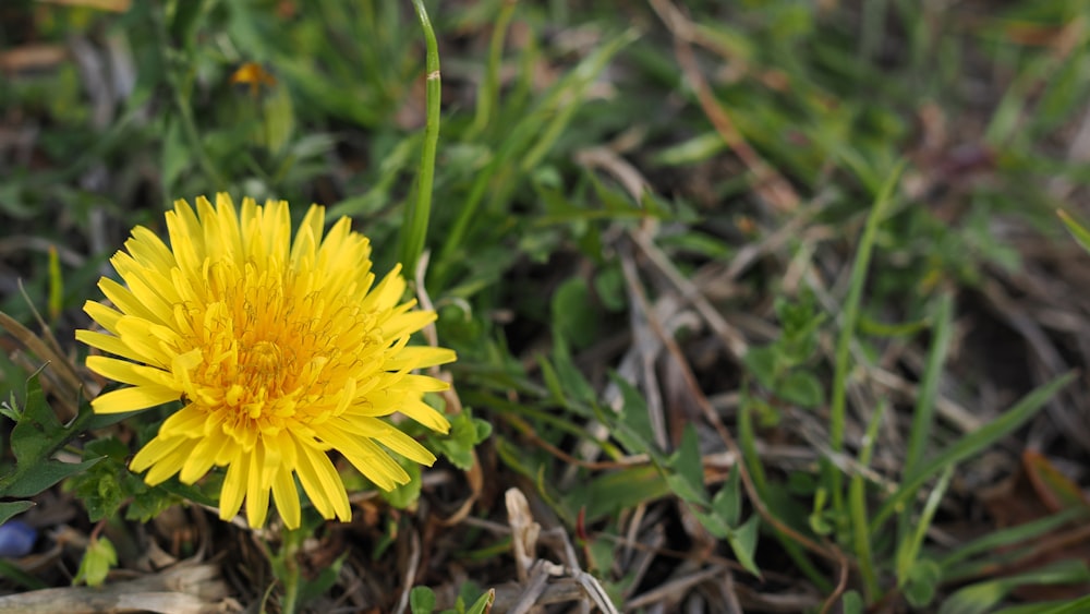 a close up of a yellow flower in the grass