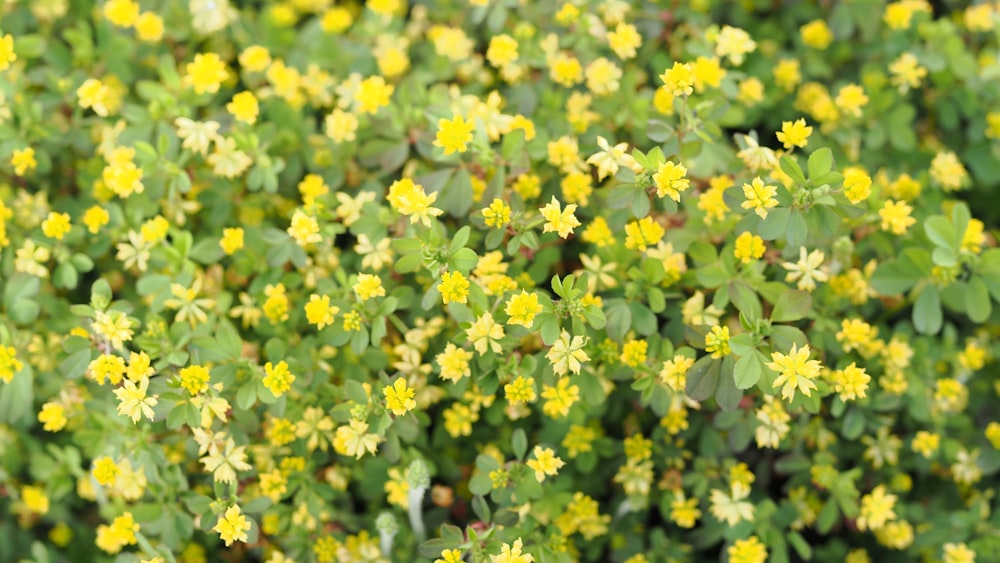 a bunch of small yellow flowers in a field