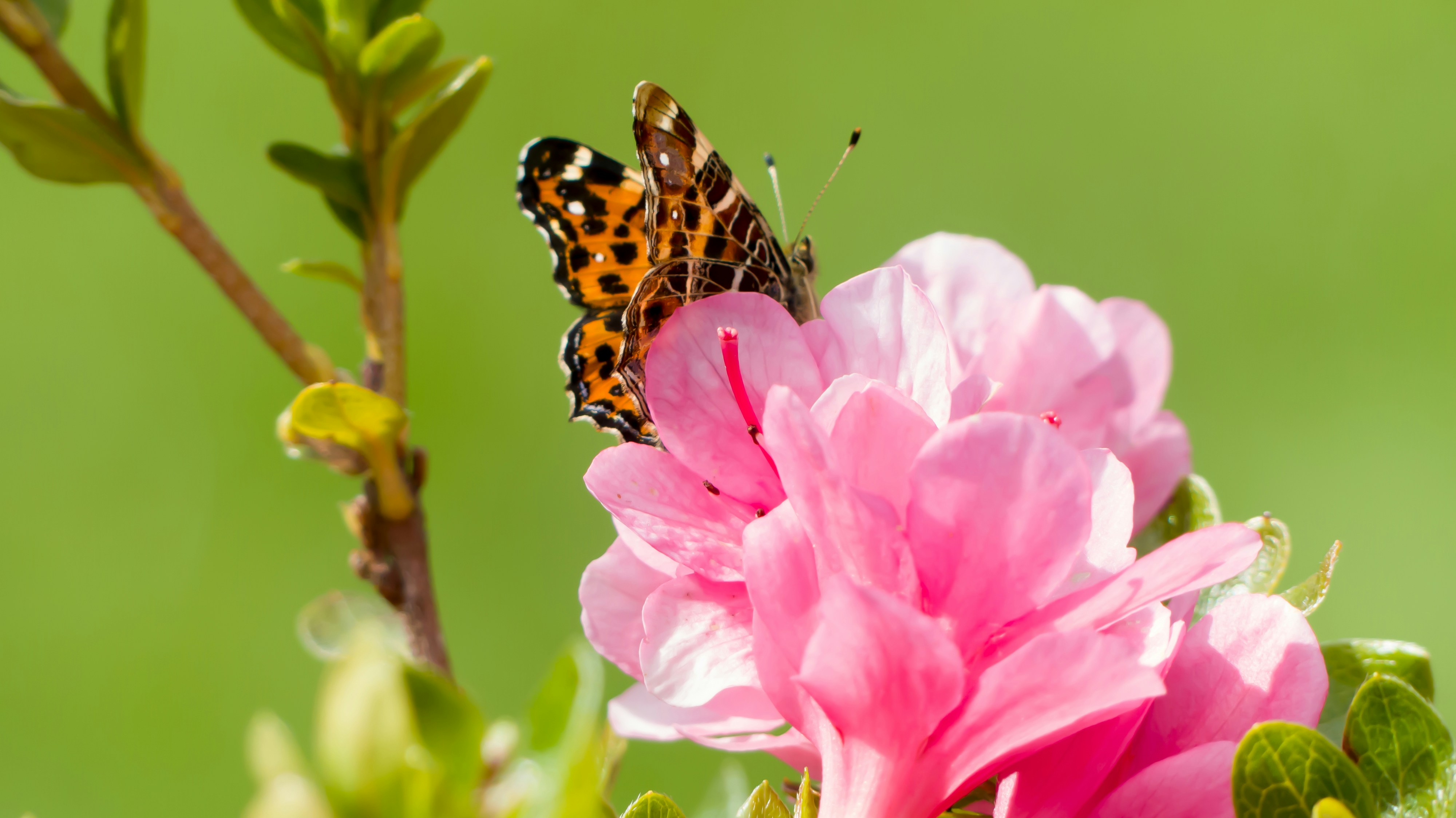 a butterfly sitting on top of a pink flower