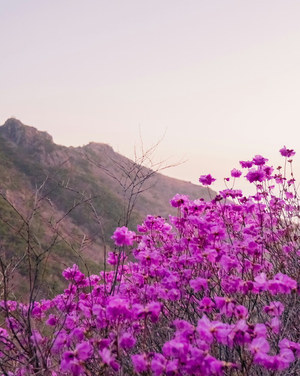 a field of purple flowers with a mountain in the background