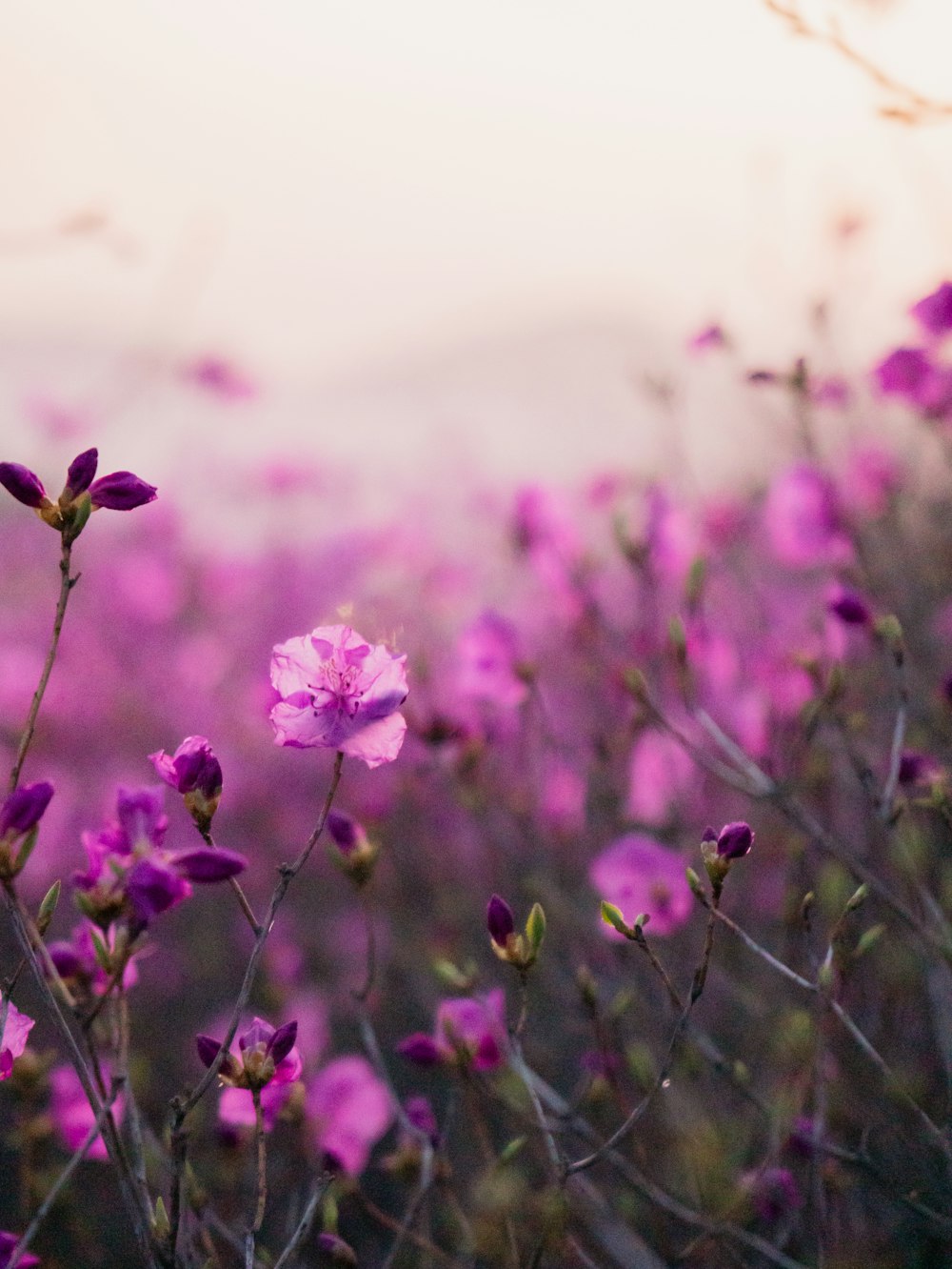 a field full of purple flowers with a sky background