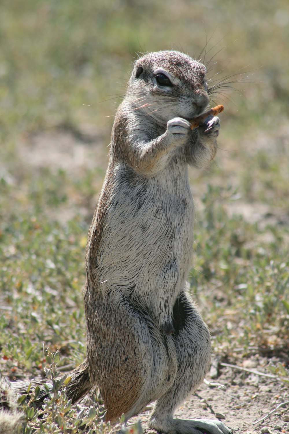 a small animal standing on its hind legs