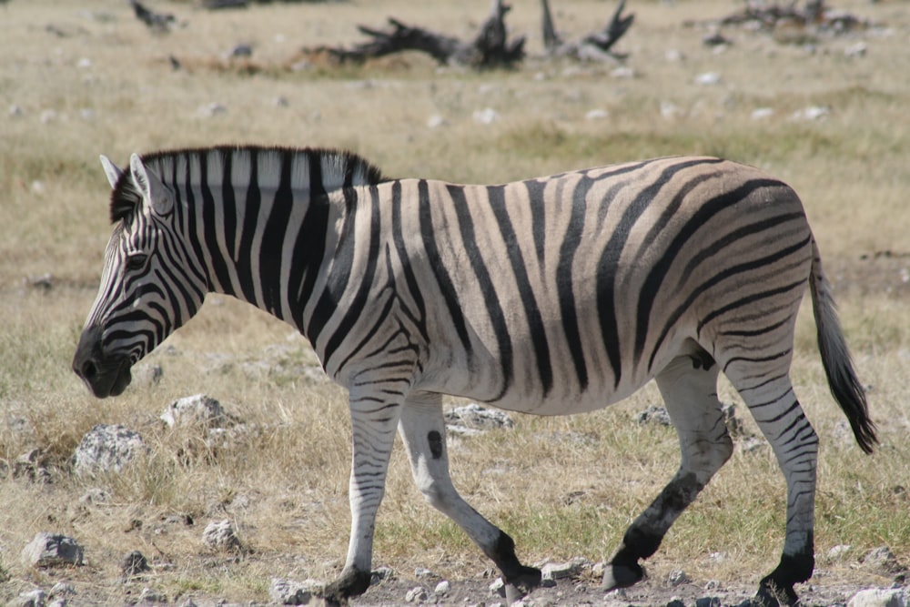 a zebra walking across a dry grass covered field