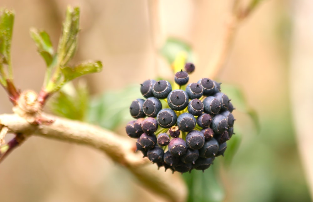 a cluster of berries on a tree branch
