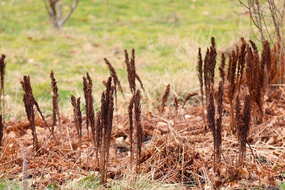 a bunch of brown plants in a field