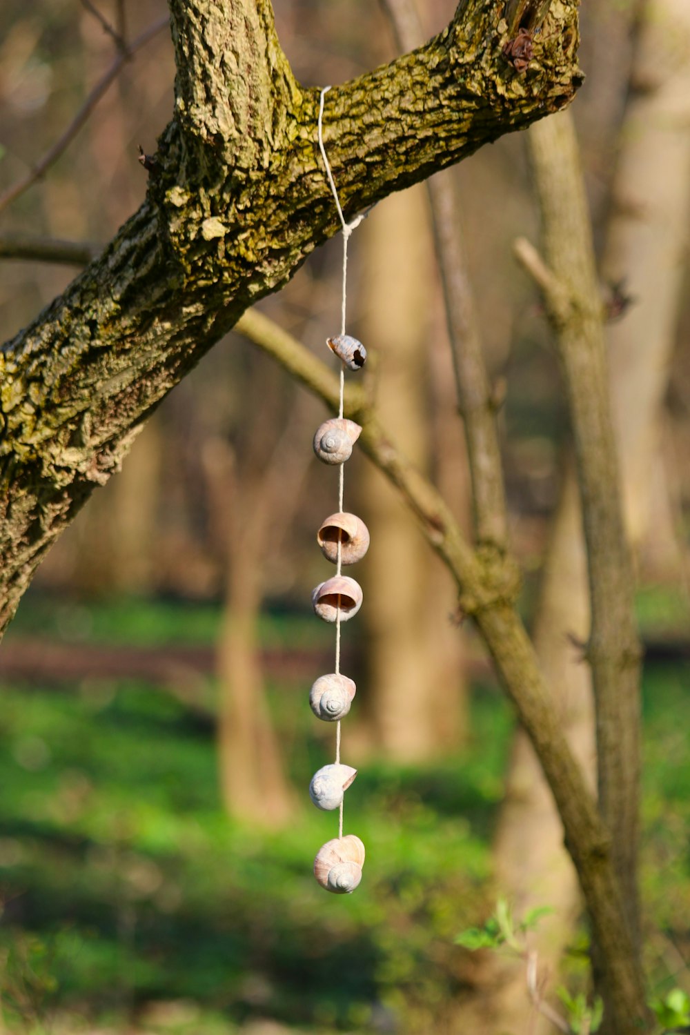 a wind chime hanging from a tree branch