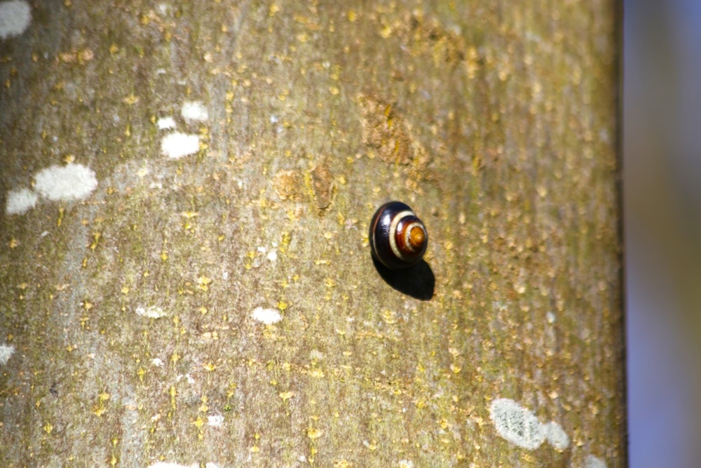 a close up of a snail on a tree