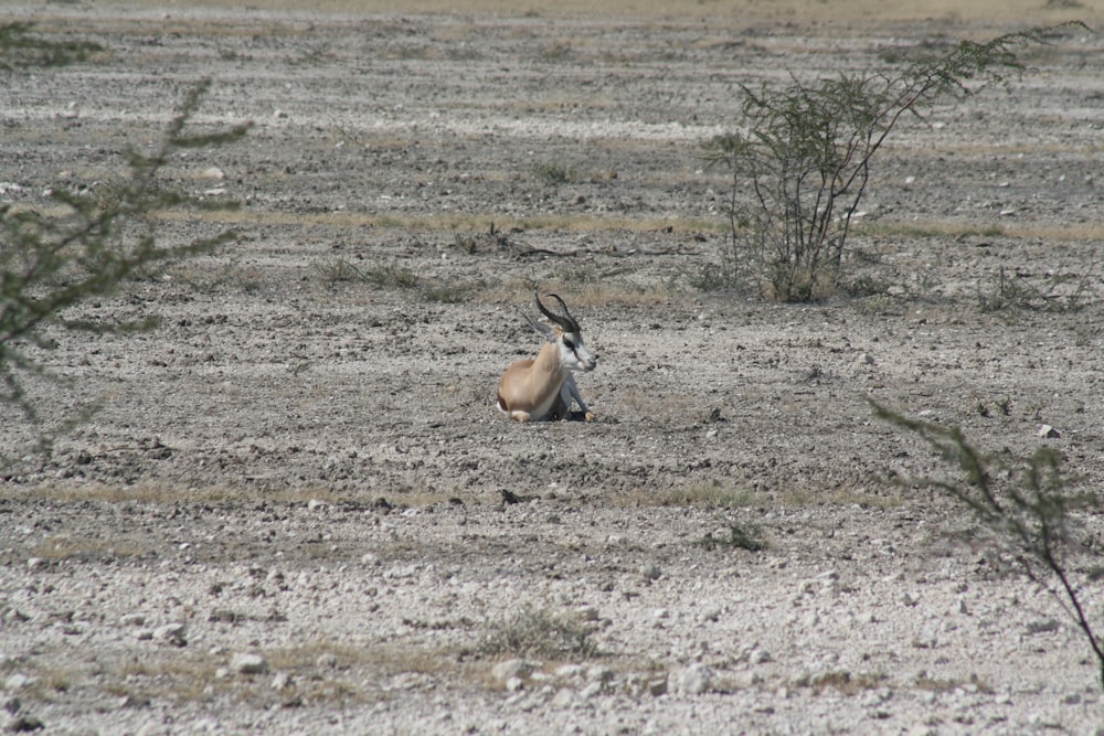 una gacela sentada en medio de un campo de tierra