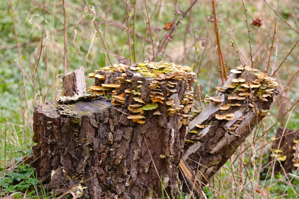 a tree stump that has some kind of plant growing on it