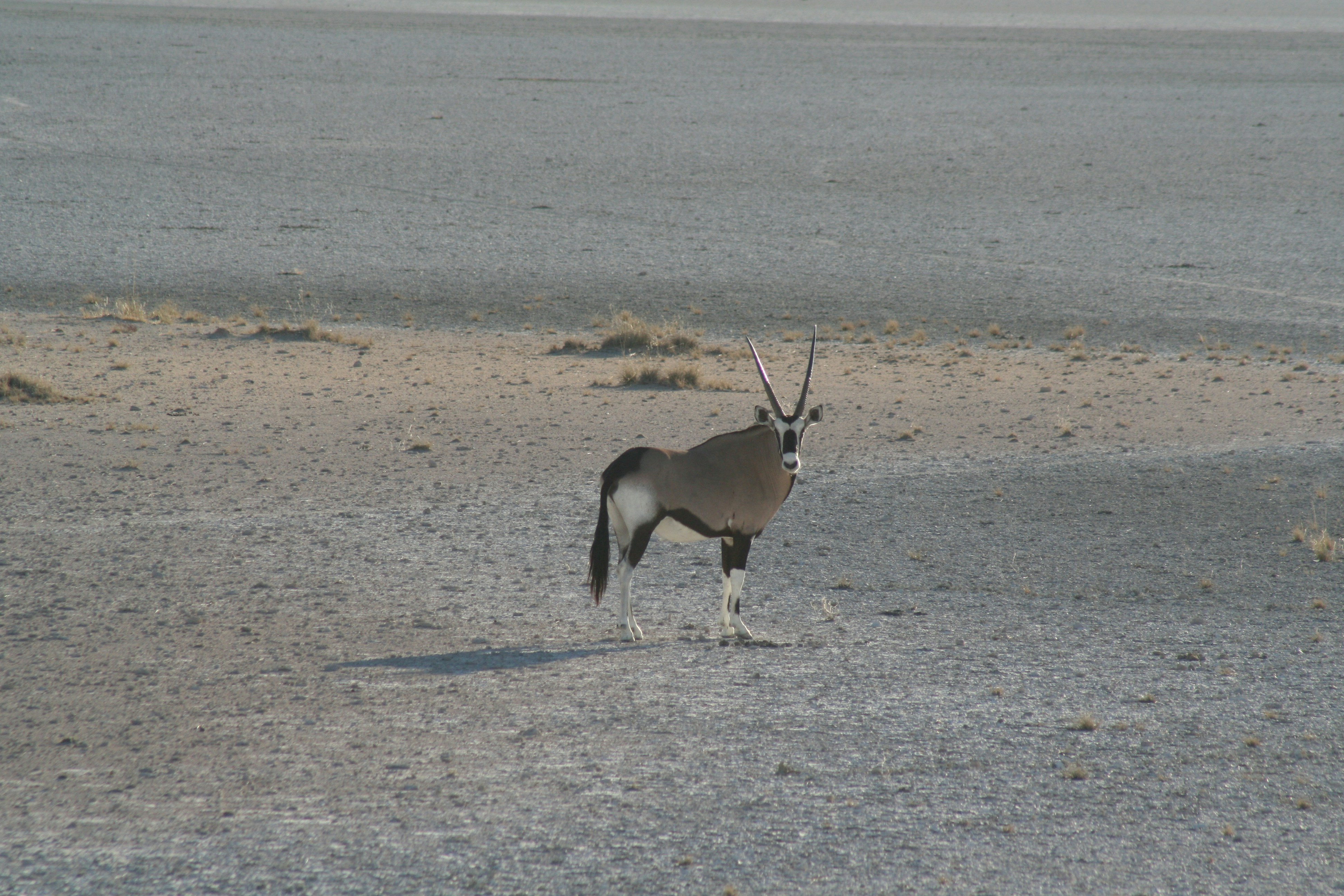 an antelope standing in the middle of a desert