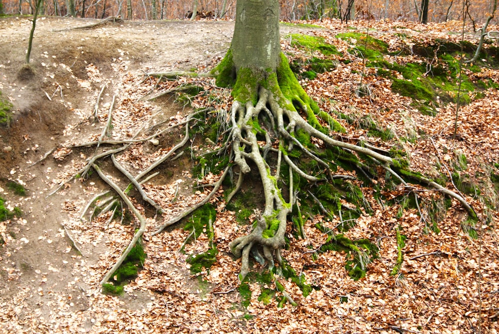 a tree that has some roots on it