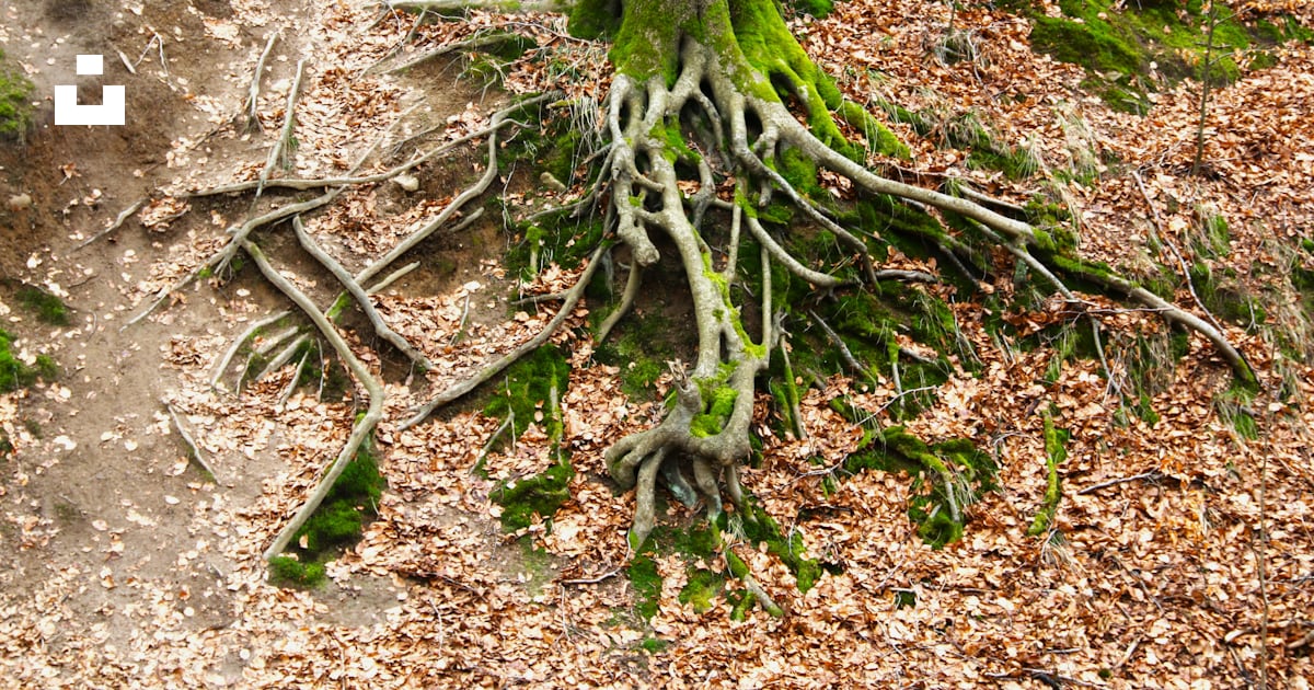 A tree that has some roots on it photo – Free Forest Image on Unsplash