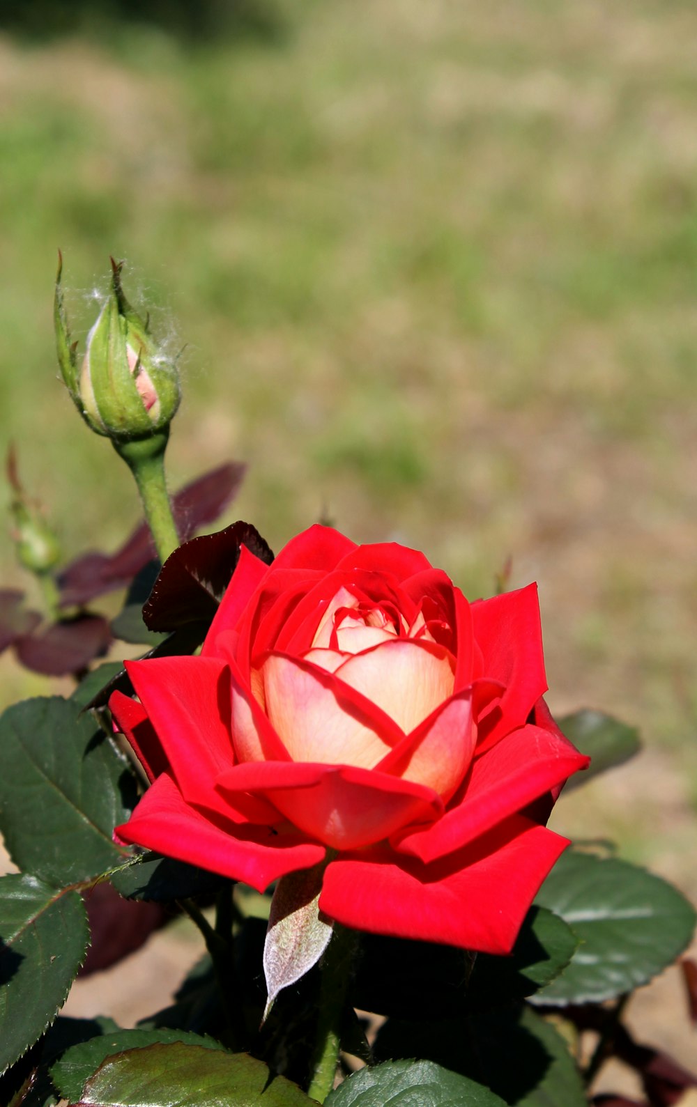 a close up of a red rose in a garden