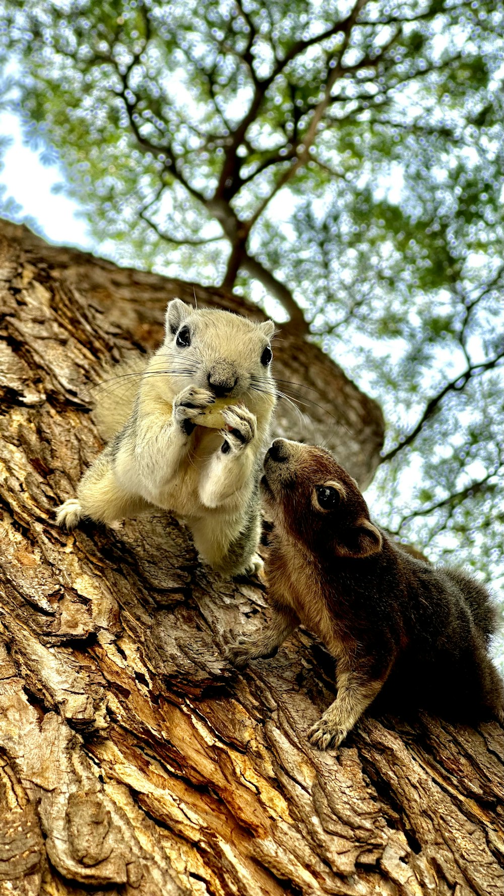 two small animals sitting on top of a tree