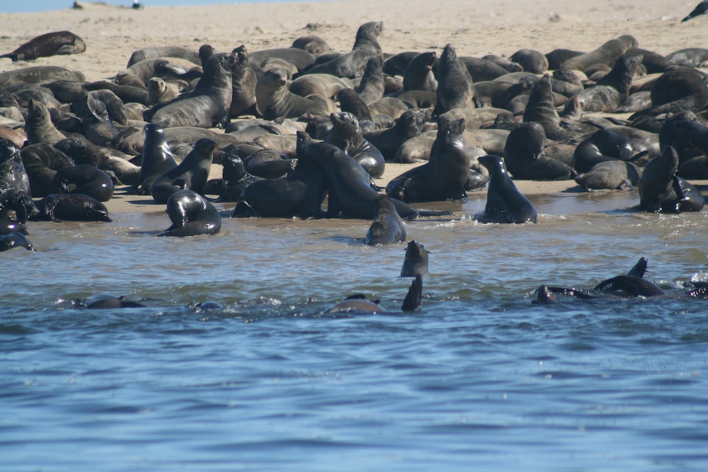 a large group of sea lions swimming in the ocean