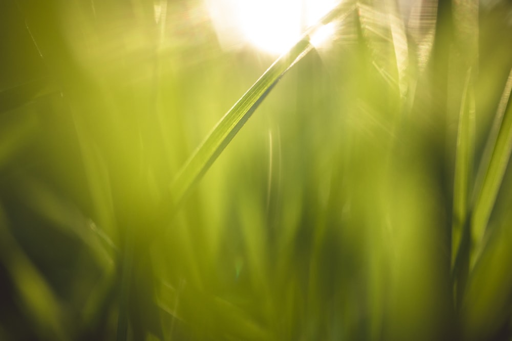 a blurry photo of grass with the sun in the background