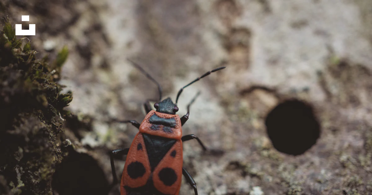 Rock Bug Insect A close up of a red and black bug on a rock photo – Free Insect Image ...