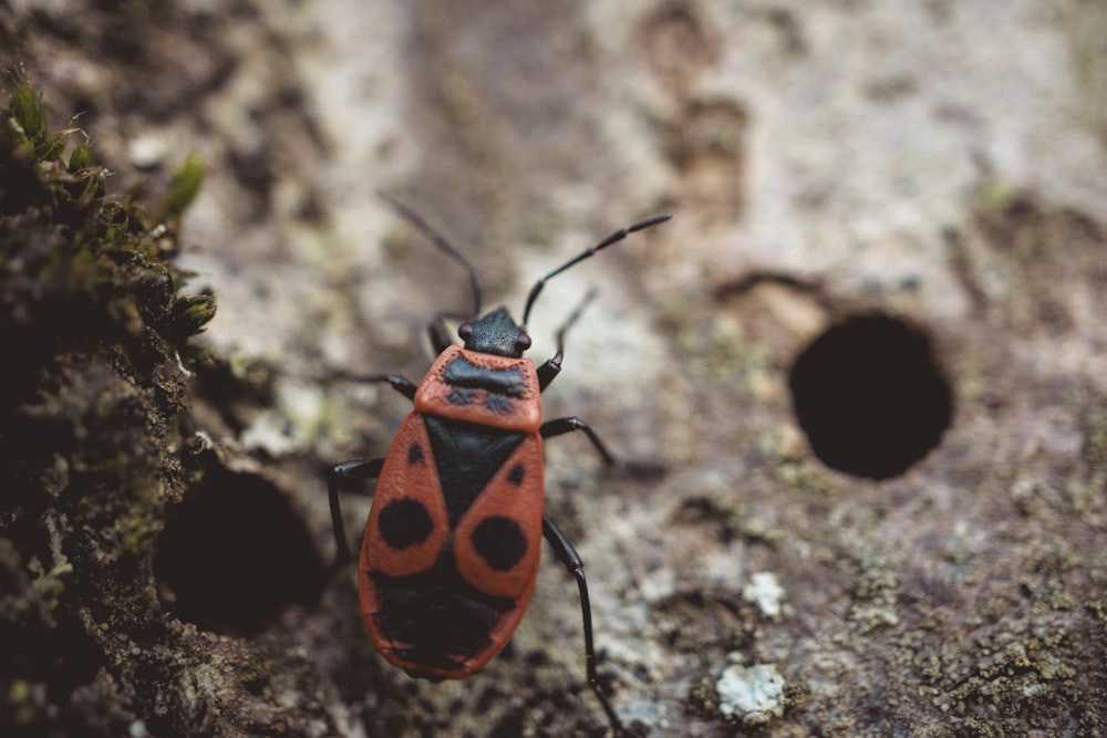 a close up of a red and black bug on a rock