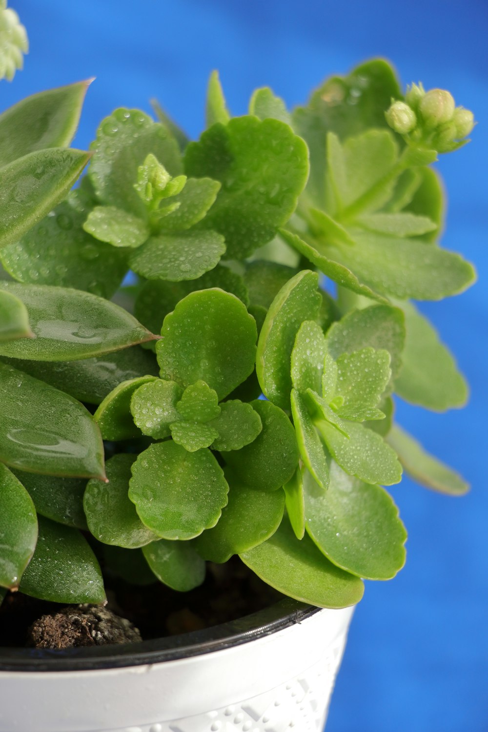 a close up of a potted plant with green leaves