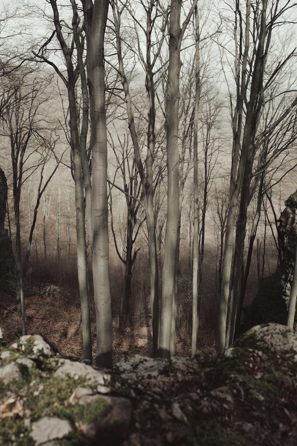 a forest filled with lots of trees and rocks