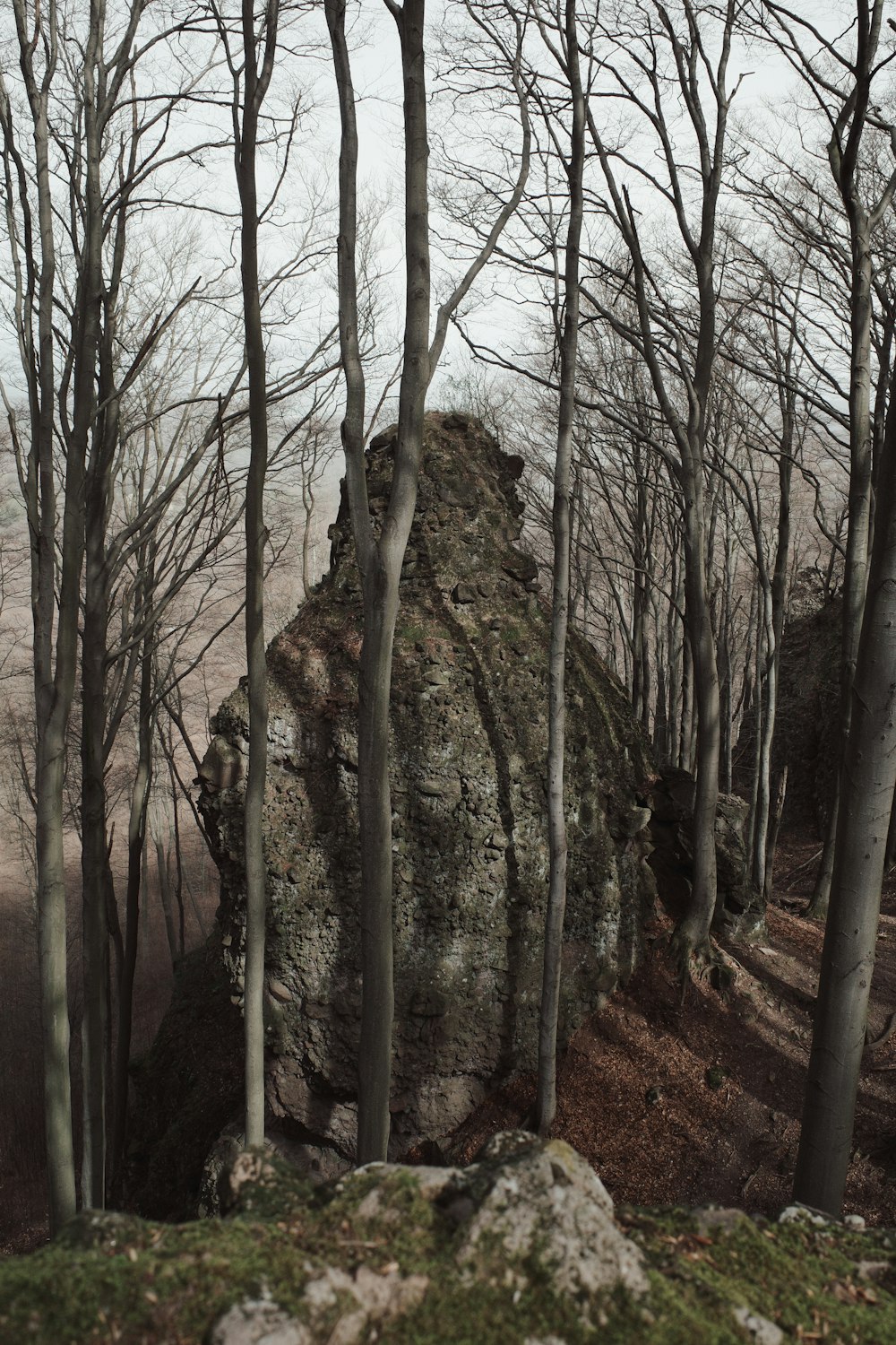 a large rock in the middle of a forest