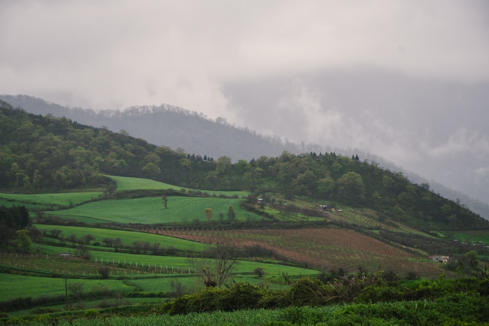 a lush green hillside covered in lots of trees