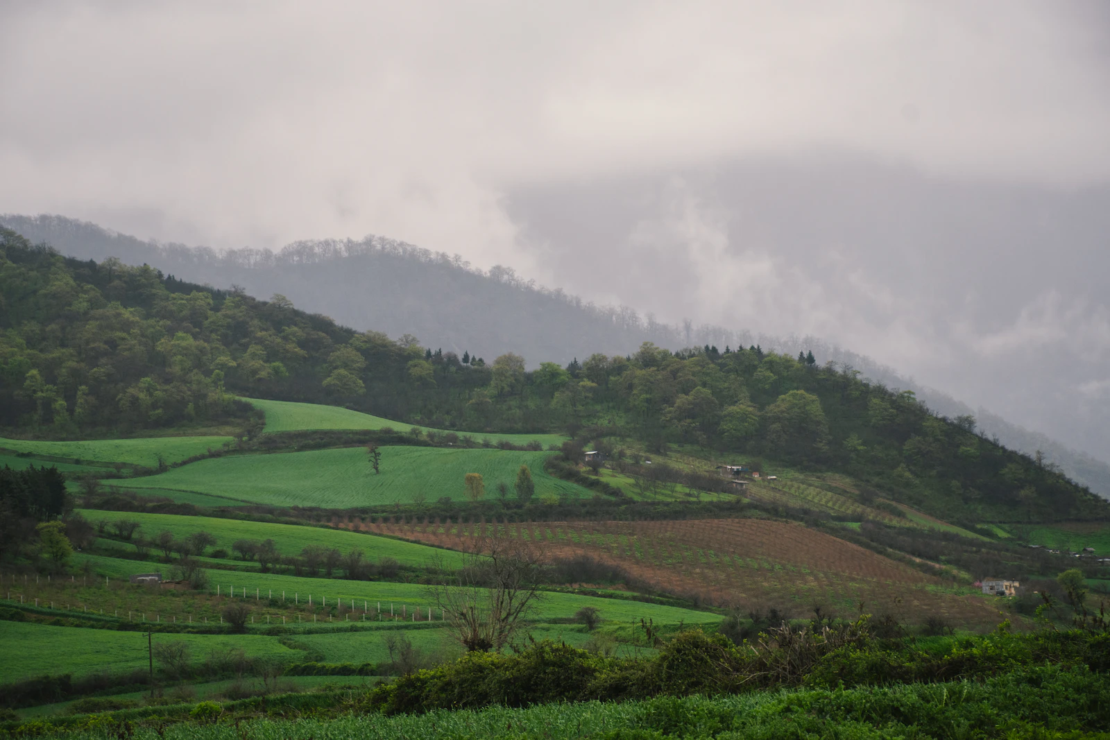 A lush green hillside covered in lots of trees