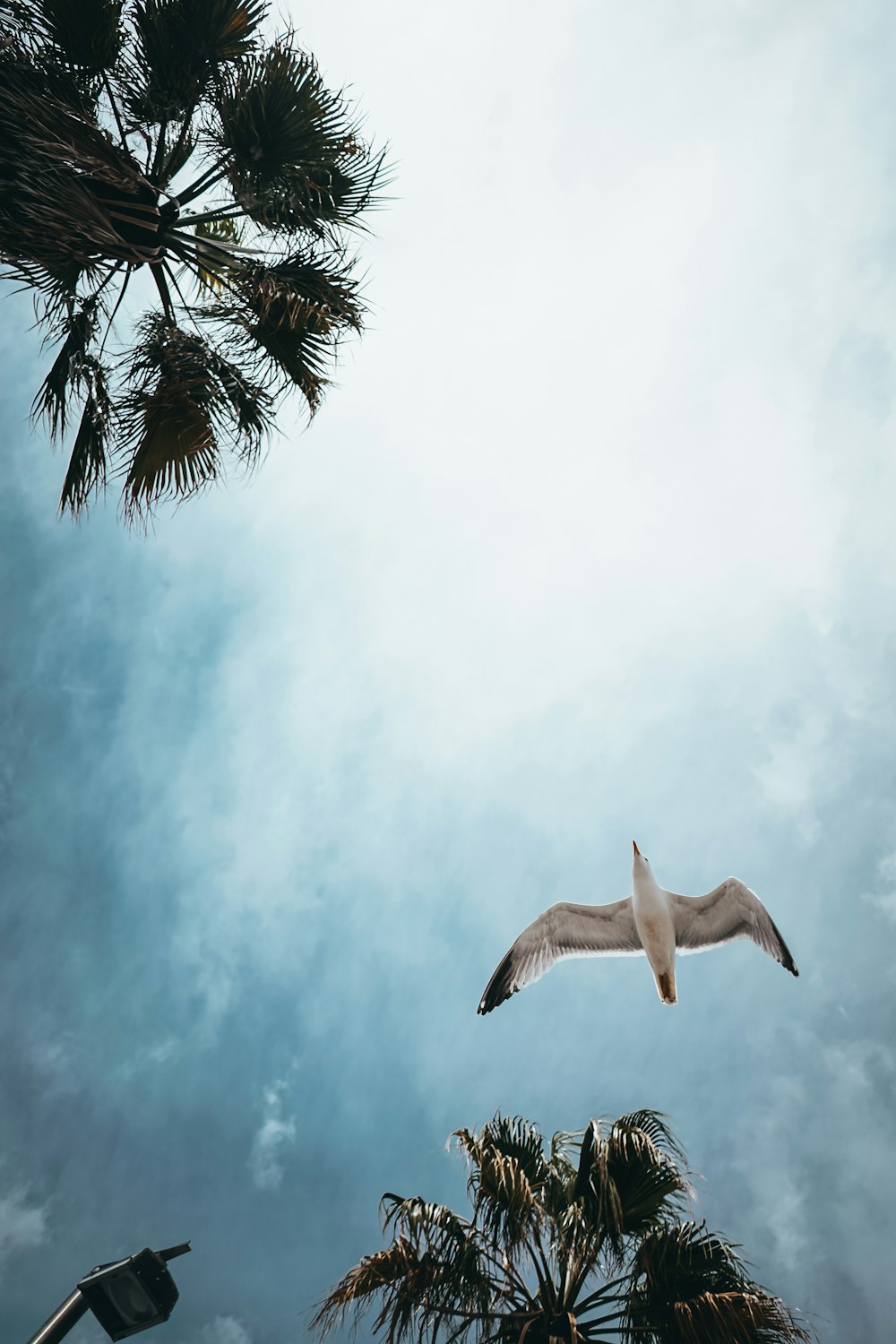 a seagull flying in the sky with palm trees in the foreground