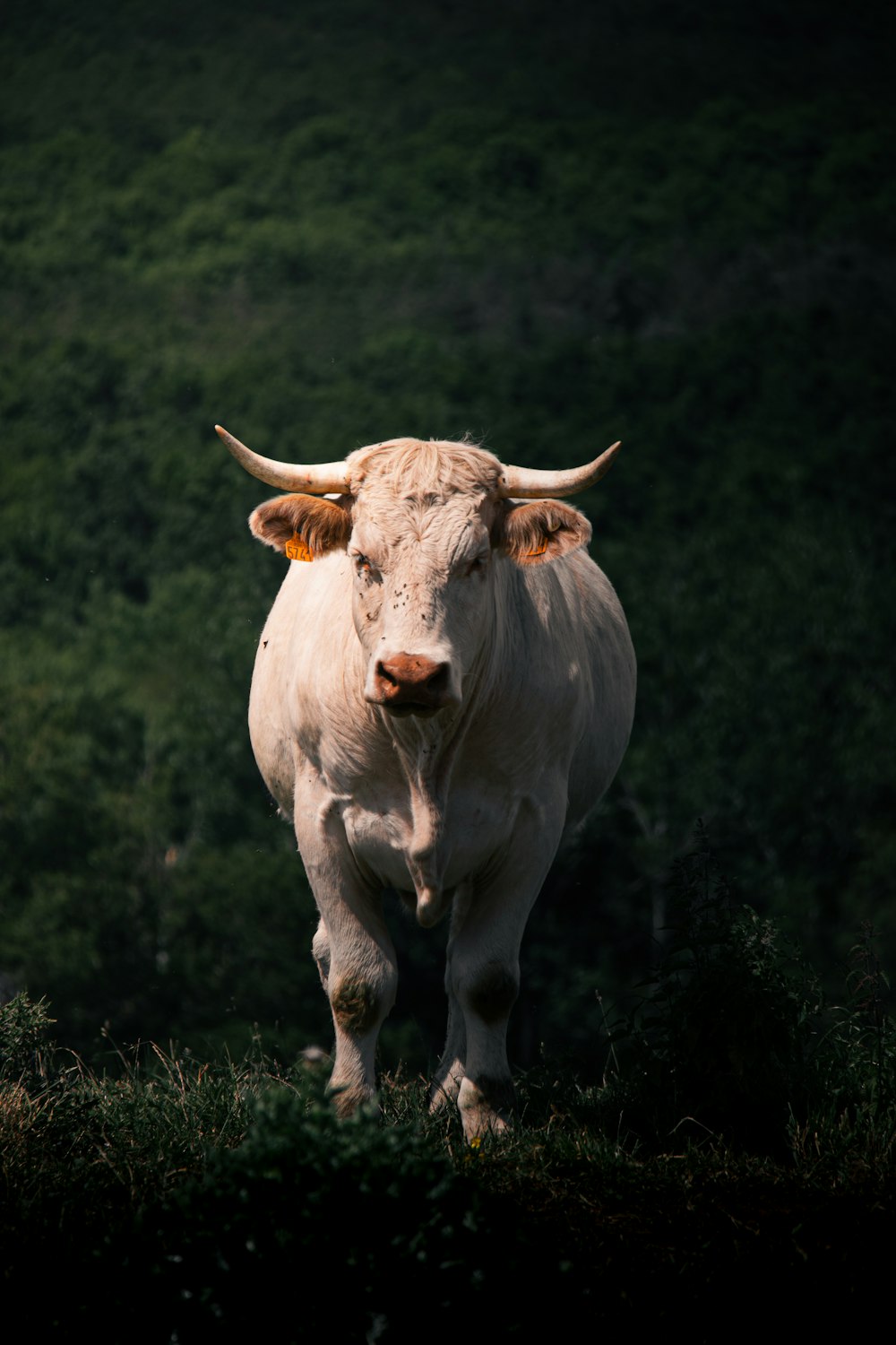 a white cow with horns standing in a field
