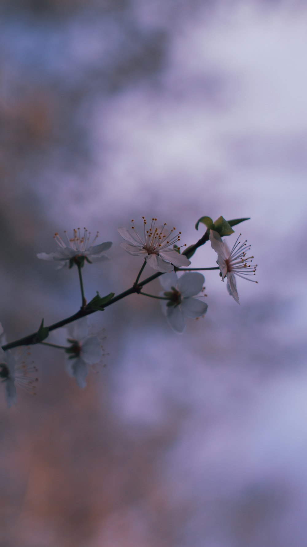 a close up of a flower on a tree branch