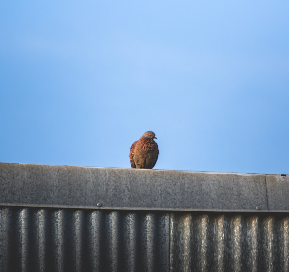 a brown bird sitting on top of a metal roof