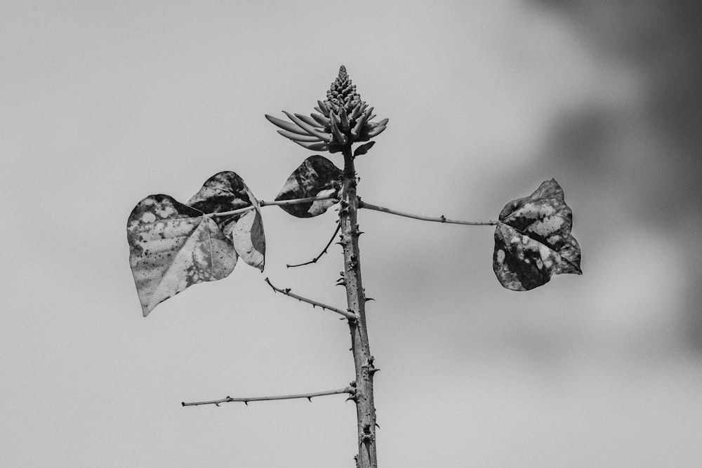 a black and white photo of a plant with leaves