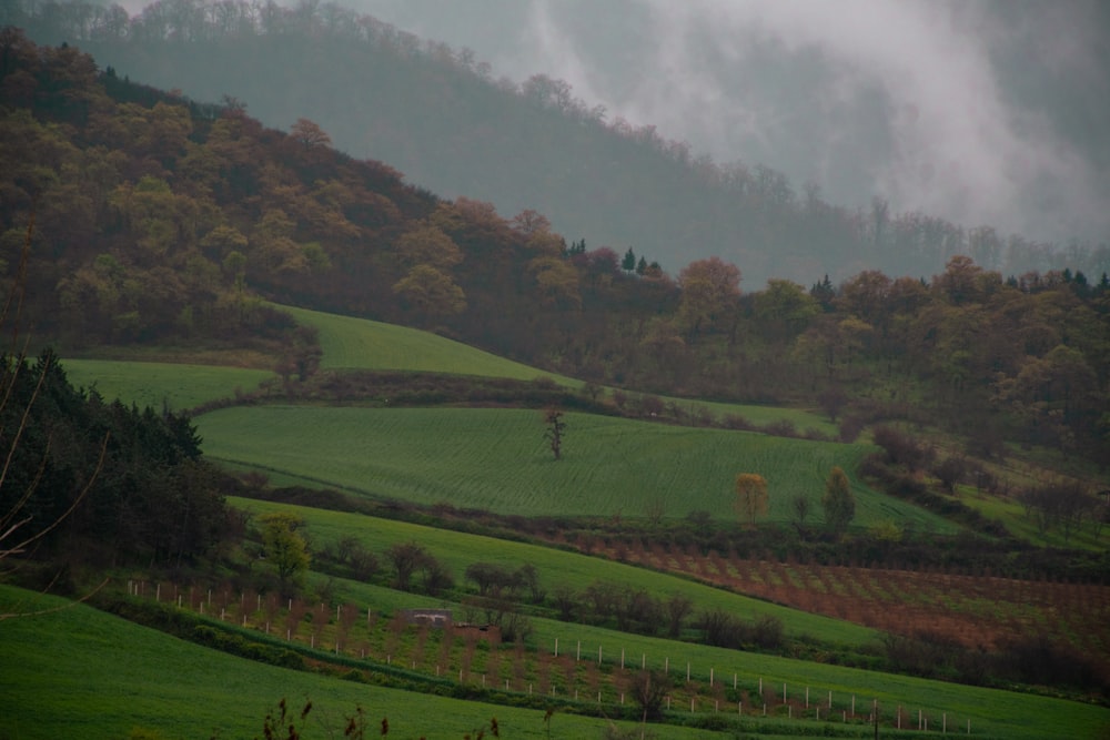 a lush green hillside covered in lots of trees