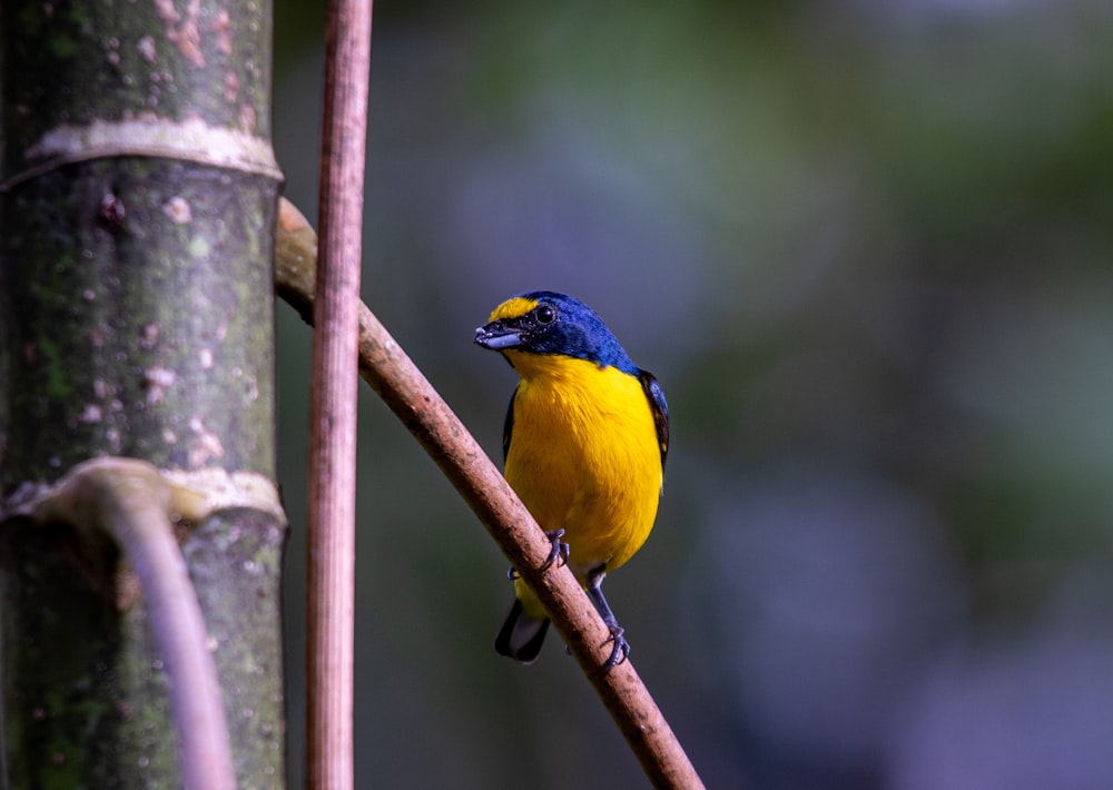 a yellow and blue bird perched on a tree branch