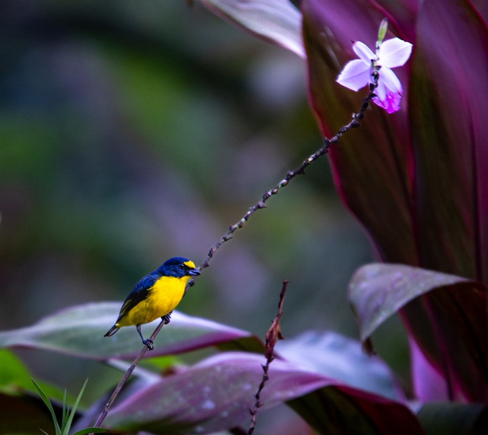 un petit oiseau jaune et bleu perché sur une branche