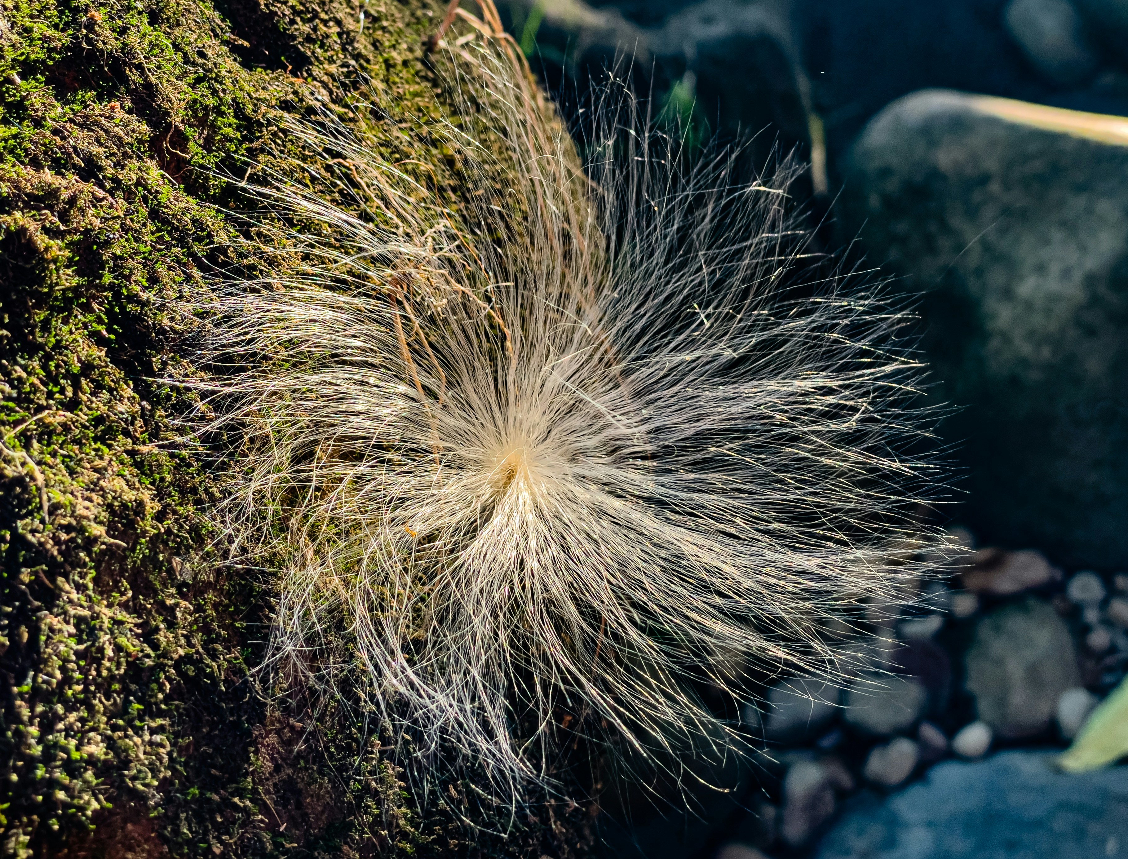a close up of a plant on a rock