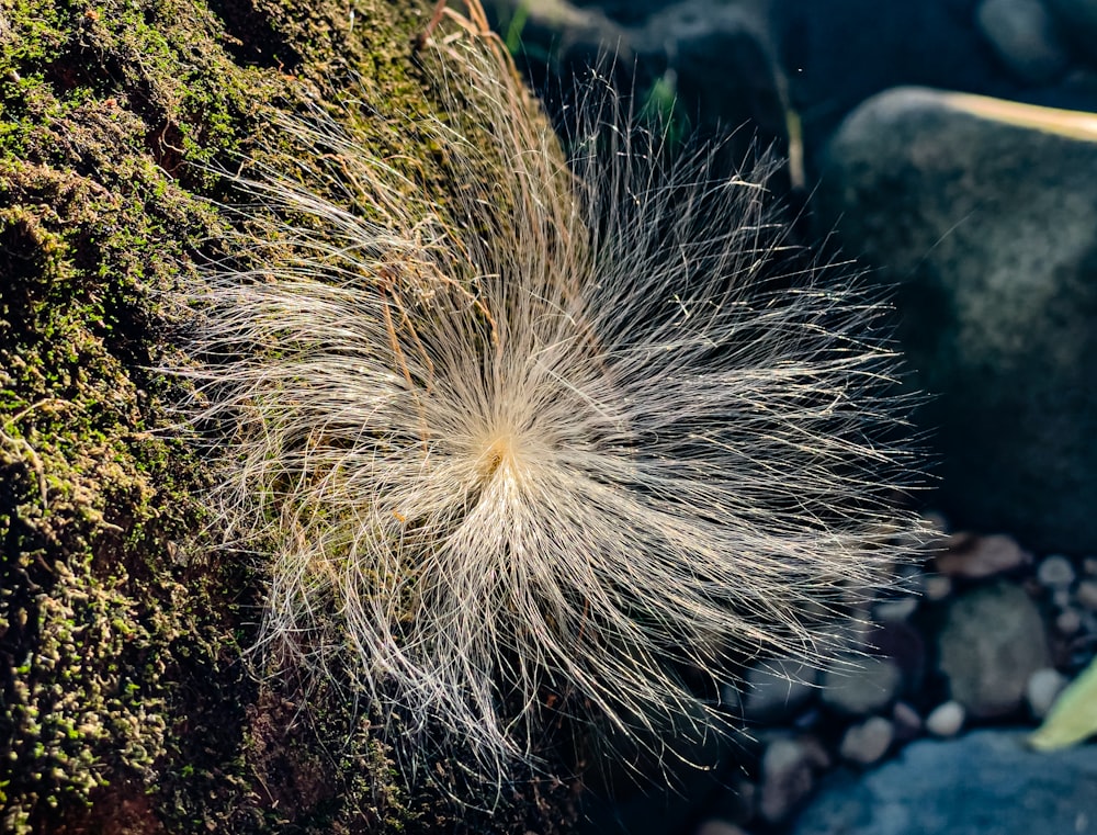 a close up of a plant on a rock