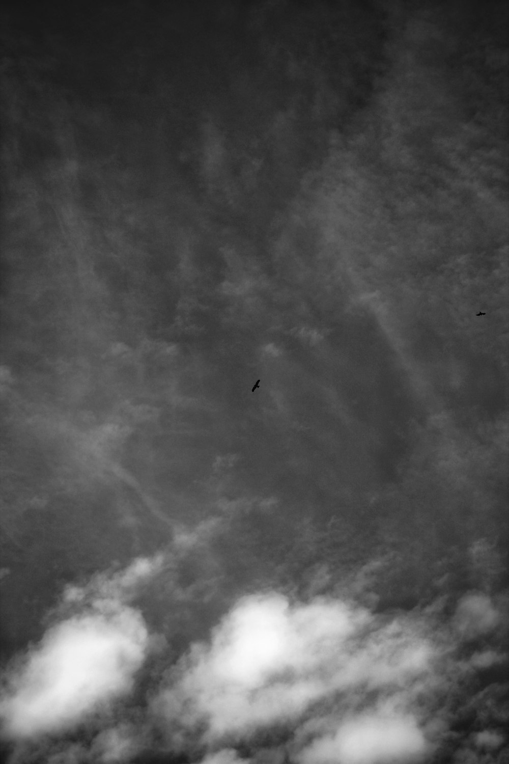 a black and white photo of birds flying in the sky