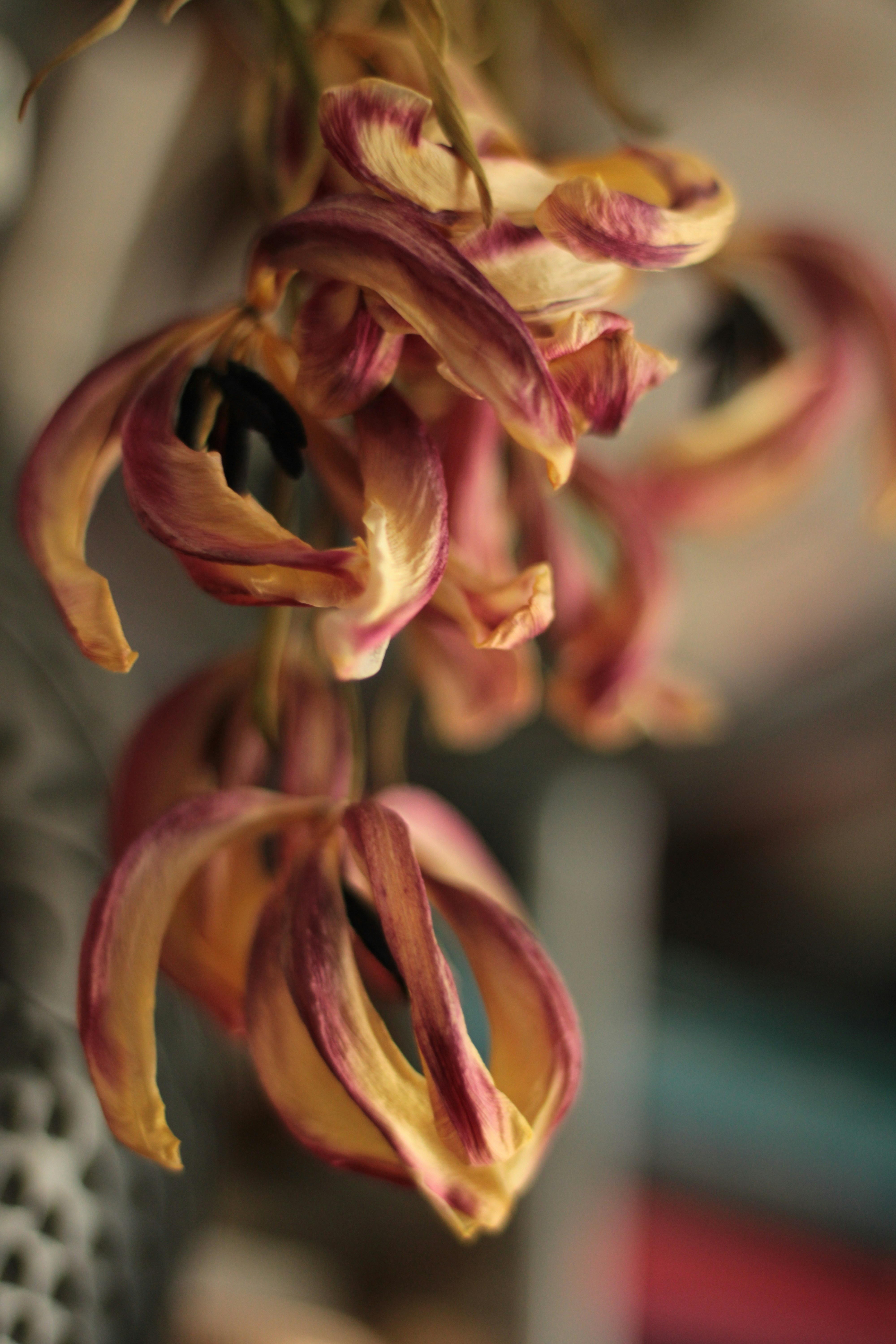 Photo by thorai9akira