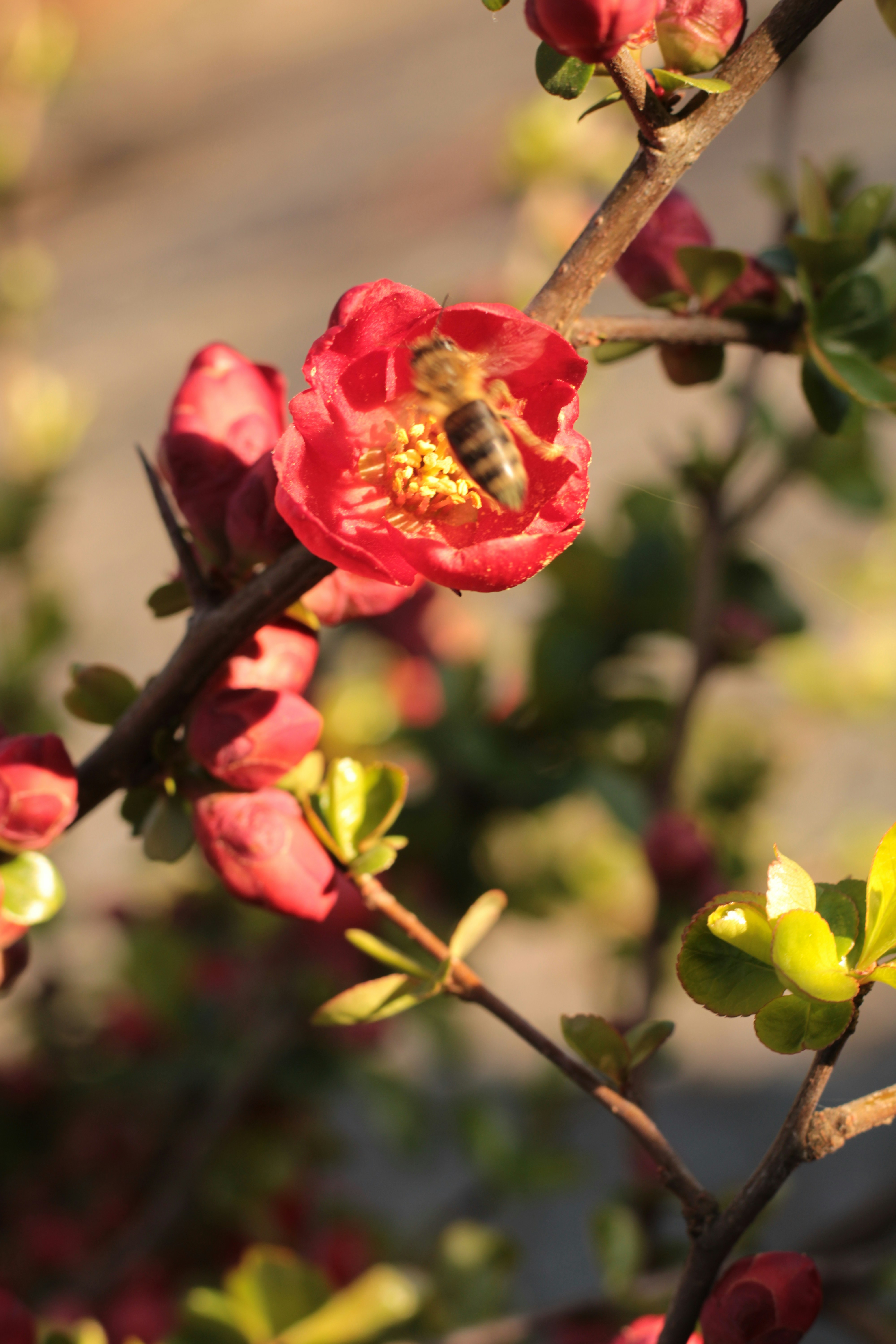 Photo by thorai9akira