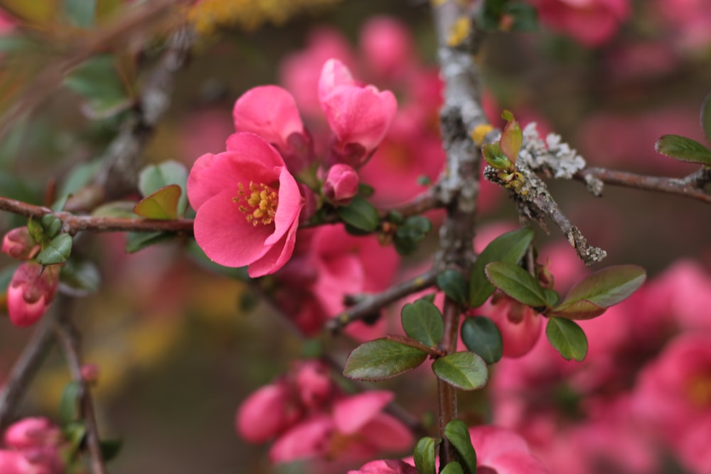 a close up of pink flowers on a tree