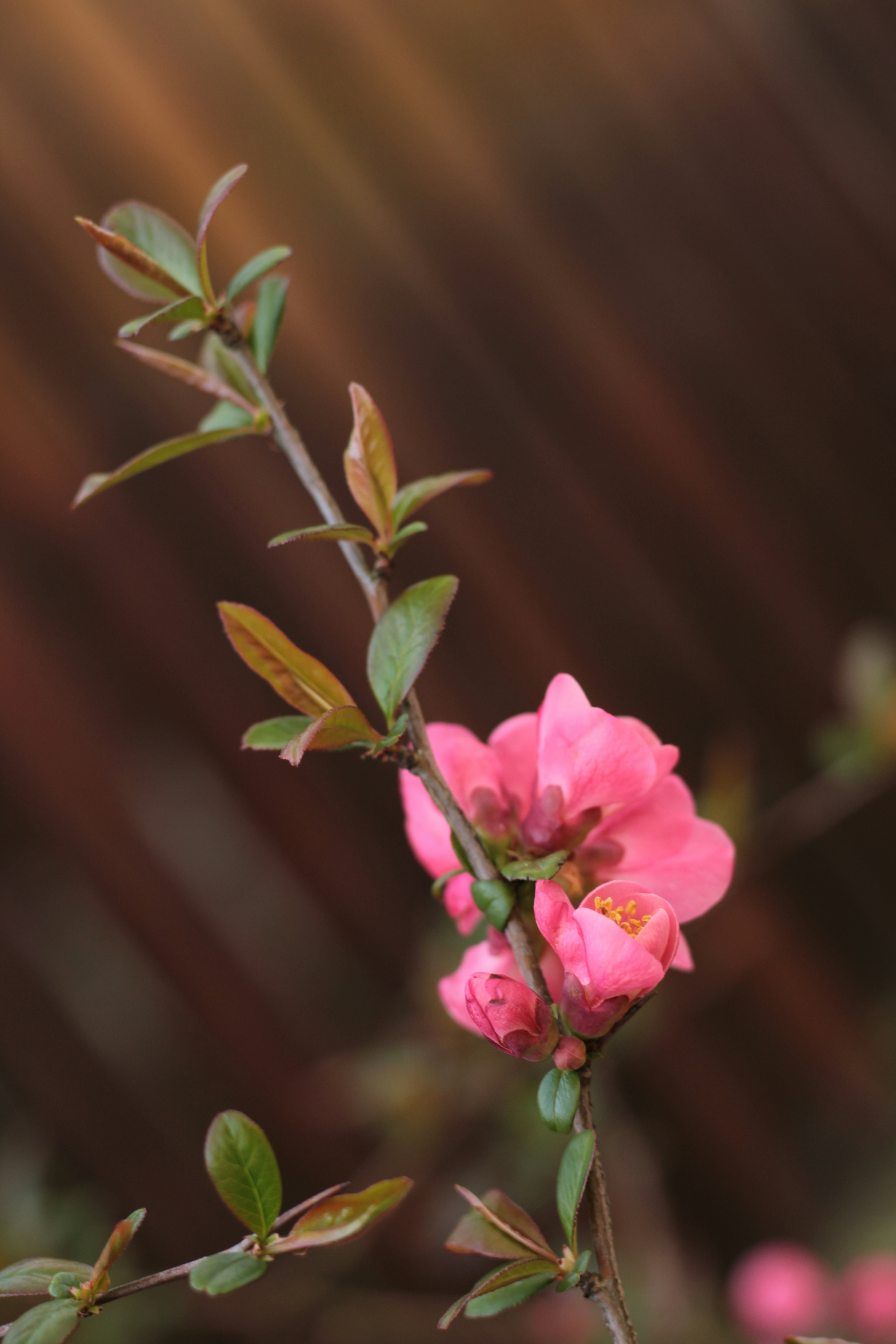 Photo by thorai9akira